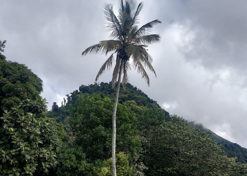 Scenic Dominica photo 4